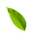 leaf1